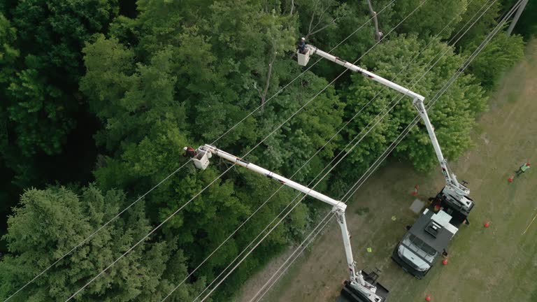 How Our Tree Care Process Works  in Pleasant Hill, IA